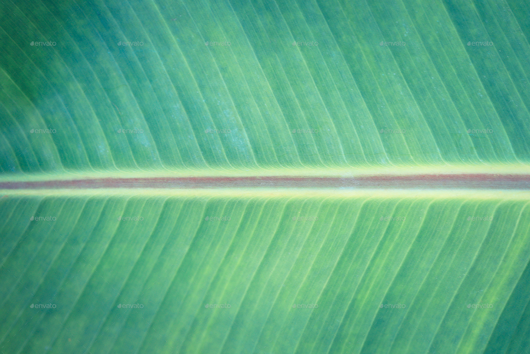 11 Palm Leaves Textures By Texturesstore Graphicriver